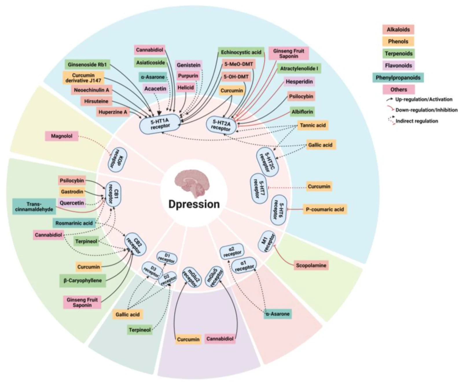 Natural products targeting depression-associated GPCRs (created with BioRender.com). Representative natural products are classified according to their chemical classes and mapped to GPCR families implicated in depression. The connecting lines indicate reported regulatory relationships between natural products and GPCR targets, including upregulation, downregulation, and indirect regulation. Among these GPCR targets, serotonergic receptors are among the most extensively investigated GPCR targets of natural products. The precise molecular mechanisms, receptor selectivity, and signaling bias underlying many natural product–GPCR interactions remain to be further elucidated.