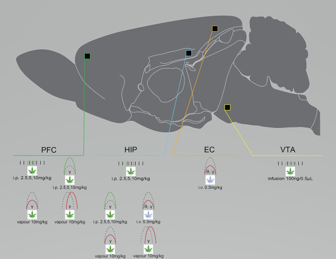 Cannabinoid exposure disrupts neural circuit activity differently depending on administration route and dose, as well as the chosen cannabinoid. Graphical summary of preclinical investigations demonstrating neural circuit disruptions induced by cannabinoid exposure in healthy rodents. THC exposure increases neuronal firing rates in the PFC, HIP and VTA after i.p. injection or infusion, enhances spectral power after i.p. injection and suppresses spectral power after i.v. injection or vapor exposure, and suppresses PFC and HIP coherence after vapor exposure. WIN-55 exposure suppresses HIP and EC coherence after i.v. exposure. Studies showing no effect of cannabinoid exposure were not included. CP-55, CP-55940; EC, entorhinal cortex; HIP, hippocampus; PFC, prefrontal cortex/prelimbic cortex; VTA, ventral tegmental area. Green: Increase; Red: Decrease.