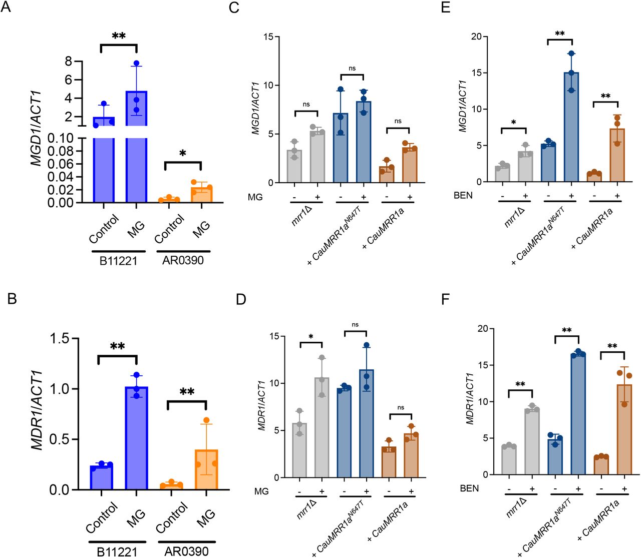 MG induces expression of MGD1 and MDR1 in C. auris isolates B11221 and AR0390, but C. auris MRR1a is not inducible by MG when heterologously expressed in C. lusitaniae.A-B) qRT-PCR analysis for expression of MGD1 (A) and MDR1 (B) in exponential-phase cultures of B11221 (blue) or AR0390 (orange) treated with MG as indicated. Data shown represent the mean ± SD for three independent experiments. Ratio paired t-test was used for statistical evaluation; ns p > 0.05, * p < 0.05, ** p < 0.01. (C-F) qRT-PCR analysis for expression of MGD1 (C,E) and MDR1 (D,F) in exponential-phase cultures of C. lusitaniae U04 mrr1Δ (grey) and its derivatives expressing CauMRR1aN647T (dark blue) or CauMRR1a (brown) treated with 5 mM MG for 15 min (C,D) or 25 µg/mL BEN for 30 min (E,F). Data shown represent the mean ± SD for three independent experiments. Ratio paired t-test was used for statistical evaluation; ns p > 0.05, * p < 0.05, ** p < 0.01.