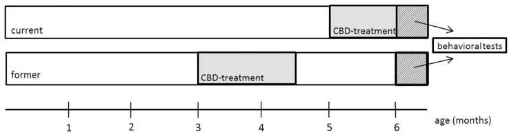 Schematic overview of the experimental design. At 3 (former) and 5 months (current), mice were treated daily with cannabidiol (CBD) for 6 weeks. The test battery started at 6 months for both groups. The current group was still treated with CBD during behavioral testing.