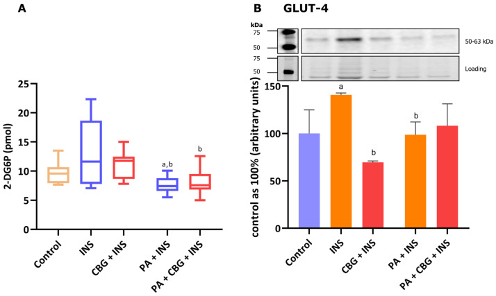 The level of 2-deoxyglucose uptake (A) and the levels of glucose transporter type 4—GLUT-4 (B) in H9c2 cardiomyocytes after 18 h incubation with palmitate (PA; 300 μM) and/or cannabigerol (CBG; 10 μM) and 10 min incubation with insulin (INS; 100 nM). The data are expressed as mean values ± SD and are based on sixteen (A) or four (B) independent determinations in each group; a p < 0.05 indicates a significant difference: the control group in comparison to the examined group; b p < 0.05 indicates a significant difference: the INS group in comparison to the examined group.