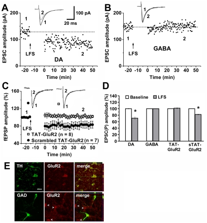 Dopamine neurons express cannabinoid-facilitated LTD in the VTA.(A) LFS induced a LTD from a VTA dopamine neuron (DA) in chronic HU210-treated rats. (B) LFS did not induce LTD from a VTA GABA neuron (GABA) in chronic HU210-treated rats. (C) TAT-GluR2 peptide, but not scrambled TAT-GluR2 peptide, prevented VTA LTD induction in HU210-treated rats. (D) Summary of LTD induction and blockade under various conditions. * p<0.01 versus baseline. (E) Confocal microscopic images show that GluR2-immunoreactive neurons (red) were doubly stained (yellow) with TH (green), but not with GAD65/67 (green). Scale bar: 25 µm.
