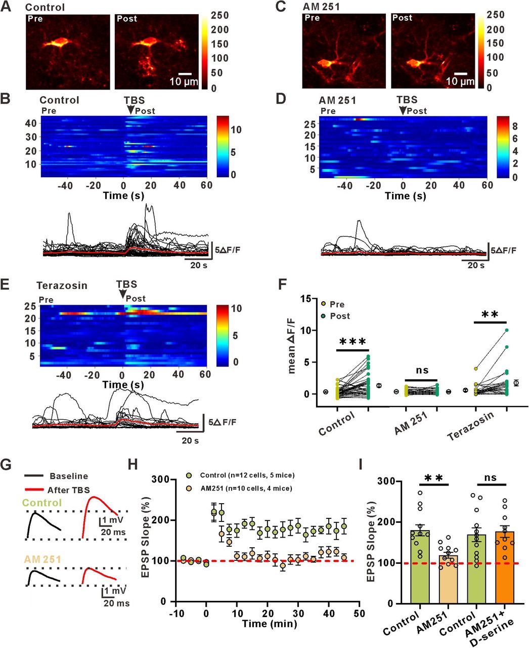 GCaMP6f was expressed in astrocytes.(A and B) Representative immunohistochemistry images showing colocalization of GCaMP6f and GFAP (A), but not NeuN (B).(C and D) gfaABC1D::GCaMP6f was expressed in >70% of astrocytes in the stratum radiatum of the hippocampus, with >99% specificity.(E) Quantification of the percentage of cells expressing NeuN that also expressed GCaMP6f.