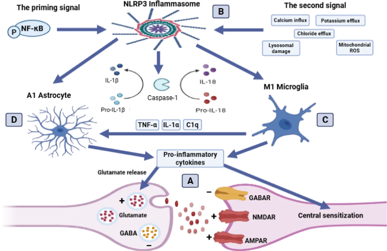 A Role of pro-inflammatory cytokines in central sensitization, B NLRP3 inflammasome activation, C Role of M1 microglia in central sensitization and A1 astrocytic activation, and D Role of A1 astrocyte in sustaining central sensitization in association with M1 microglia. NLRP3 NOD-like receptor protein 3, NF-κB Nuclear factor-kappa B, TNF-α Tumor necrosis factor-alpha, IL-1β Interleukin-1β, IL-18 Interleukin-18, AMPAR α-amino-3-hydroxy-5-methyl-4-isoxazolepropionic acid receptor, NMDAR N-methyl-D-aspartate receptor, GABAR Gamma-aminobutyric acid receptor