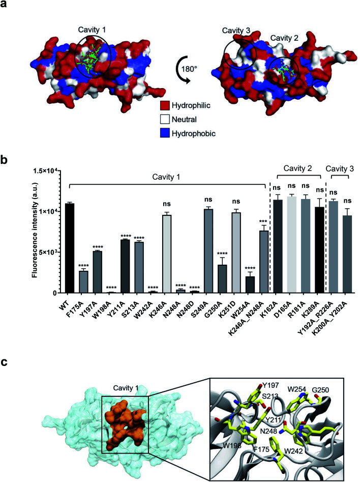 Identification of the ligand binding cavity by blind docking and site-directed mutagenesis. (a) Putative binding cavities on the surface of CBD500 predicted from blind docking analysis. All ligand poses identified through blind docking are represented in sticks. The CBD500 surface is colored by residue hydrophobicity: hydrophilic (red), neutral (white), and hydrophobic (blue) regions. (b) Relative binding of GFP-CBD500 mutants to Listeria 1042 cells compared to WT, quantified by fluorescence spectroscopy. Results are the mean ± SEM of three experiments with different protein batches. Statistical significance was assessed using one-way ANOVA test (***p < 0.001; ****p < 0.0001; ns: not significant). (c) Close-up view of the CBD500 binding cavity 1 (orange). The enlarged view of the square region, shown on the left, depicts the residues (stick representation) shown to be important for binding of CBD500 to Listeria surfaces, based on mutational studies.