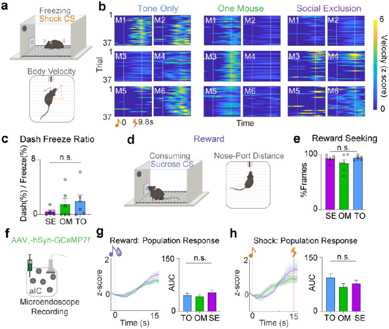 Social Exclusion only changes encoding of conditioned cues, not behavioral responses to reward and shocka, Quantification of freezing behavior during shock trials using body velocity. Velocity was z-scored for each animal separately across its three sessions. b, Heatmaps showing normalized mouse velocity for 37 shock trials (n = 6). Cue onset and shock onset are marked at 0s and 9.8s respectively. c, Ratio of dash/freezing behavior for each animal across social conditions in the 0-15s post-CS onset (Repeated Measure One-Way ANOVA, F(1.1,5.4) = 0.89. p = 0.39). d, Quantification of reward seeking behavior during reward trials using nose-port distance. A threshold was set for all animals for distance to the port to determine number of reward frames. e, Percentage of frames under the nose-port distance threshold to quantify reward seeking. There is no difference in reward seeking behavior across social conditions (Repeated Measures One-Way ANOVA, F(1.4,6.8) = 1.39, p = 0.30) f, Viral strategy for labeling aIC neurons with a calcium indicator to record activity during the discrimination assay. g,h, Average population neural activity for both reward (g) and shock trials (h). All responsive neurons were determined using rank-sum for each neuron. Final responsive neurons were averaged for a population response to both trial types. g, There is no difference in the average z-score responses to reward trials after the three social conditions. (n = 6, One-Way ANOVA reward: F(2,278) = 0.76, p = 0.47. h, There is no difference in responses to shock. (n = 6, One-Way ANOVA shock: F(2,228) = 1.59, p = 0.21). Error bars and solid shaded regions around the mean indicates s.e.m.