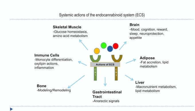 Systemic actions of the endocannabinoid system. Ligands for the ECS include those biosynthesized from arachidonic acid (20:4n–6), for example, anandamide (red) and 2-arachidonoylglycerol (orange), and those derived from DHA and EPA, N-docosahexaenoyl ethanolamide (green) and N-eicosapentaenoyl ethanolamide (blue). All endocannabinoid ligands bind to the receptors, CB1 and CB2, thus activating the ECS. The formation of oxylipins from cyclooxygenase enzymes and lipoxygenase enzymes utilizes substrates from the n–6 and n–3 PUFA families, as for the endocannabinoids. The oxylipins have numerous actions systemically and participate in several inflammatory responses. CB, cannabinoid receptor; ECS, endocannabinoid system.