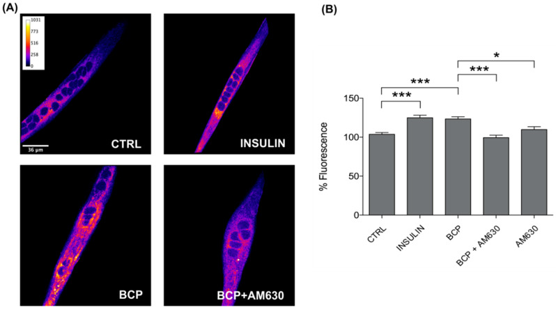 Trans-β-Caryophyllene (BCP) stimulates glucose uptake by CB2 receptor stimulation. (A) Representative confocal images of C2C12 incubated with the fluorescent glucose analog (2-NBDG) for 30 min in the dark. Images are presented in pseudocolor (LUT = fire) to better show the fluorescent intensity variations in the range 0–1031. Insulin was used as a positive control. Scale bar: 36 μm. (B) Bar graph summarizing glucose uptake experiments. CTRL: 103.66 ± 2.23, n cells = 129; Insulin: 124.98 ± 3.19, n cells = 133; BCP: 123.47 ± 2.76, n cells = 134; BCP + AM630: 99.43 ± 3.08, n cells = 86; AM630: 109.85 ± 3.54, n cells = 94. Data are represented as mean ± SEM (n = 6 independent experiments). * p < 0.05; *** p < 0.001.