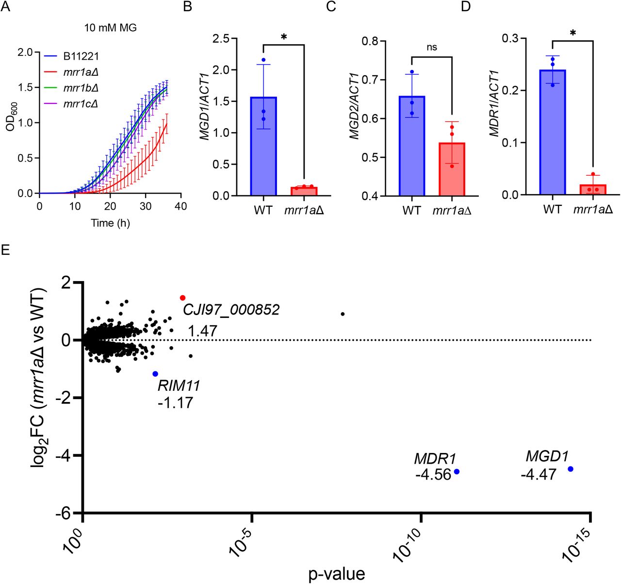 Mrr1a regulates expression of MGD1 and MDR1 in C. auris isolate B11221.A) Growth curves of B11221 WT (blue) and its mrr1aΔ (red), mrr1bΔ (green), and mrr1cΔ (purple) derivatives in YPD + 10 mM MG. Data shown represent the mean ± SD for three independent experiments. B-C) qRT-PCR assessment of MGD1 (B) and MDR1 (C) expression in B11221 WT (blue) and mrr1aΔ (red) cultures grown to exponential phase in YPD at 37°C. Data shown represent the mean ± SD for three independent experiments. Ratio paired t-test was used for statistical evaluation; * p < 0.05. D) Volcano plot of all quantified genes in B11221 WT vs mrr1aΔ in the control condition. Each point represents a single gene; blue points indicate genes significantly more highly expressed in WT; red points indicate genes significantly more highly expressed in mrr1aΔ. Numbers adjacent to each colored point indicate the log2FC in mrr1aΔ versus WT.