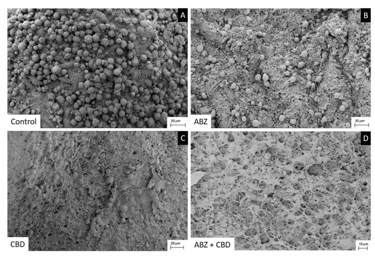 Scanning electron microscopy of E. granulosus s.s. cysts recovered after clinical efficacy study. Note the normal ultrastructure of the germinal layer (A), the effect of CBD and ABZ causing a reduction in cell number and damaged cells (B,C), the greater impact of ABZ+CBD on the germinal layer (D).