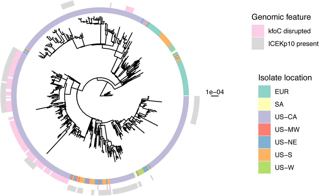 Isolates containing both disrupted kfoC and ICEKp10 are mainly confined to one ST258 clade.Phylogeny of California LTACH isolates (US-CA) in the context of public isolates from various locations (EUR=Europe, SA=South America, US-MW=US Midwest, US-NE=US Northeast, US-S=US South, US-W=US West). Isolate location, as well as ybt0 presence and kfoC absence are displayed for each sample. The scale bar to the right of the phylogeny shows the branch length in substitutions per site.