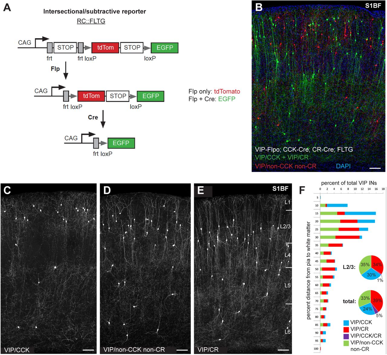 Resolution of distinct VIP IN populations using intersectional genetics.(A) Schematic of the FLTG reporter. Flp activity results in tdTomato expression and Flp + Cre results in EGFP expression. (B) Image of a brain tissue section (vS1) from VIP-Flpo; CCK-Cre; CR-Cre; FLTG animals illustrates the VIP/non-CCK non-CR population (red). (C-E) Images of VIP/CCK (C), VIP/non-CCK non-CR (D) and VIP/CR (E) INs labeled using the FLTG reporter (50 μm thick sections of vS1 adult cortex). (F) Graphical representation of the proportions of each VIP subtype shown in C-E from the pia to white matter in 5% increments. Pie charts summarize the overall proportions of each subtype in L2/3 and overall (vS1), and include the inferred VIP/CCK/CR overlap. Scale bars in B-E represent 100 μm.