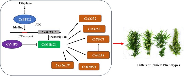 Model for inflorescence development regulation by the ethylene pathway in Cannabis. ⊣ indicates repression. Arrows indicate promotion. Non-italic names indicate proteins. Italic names indicate genes.