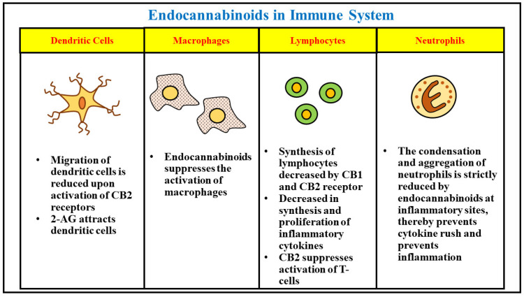 The figure concisely presents the role of endocannabinoids in growth, proliferation, activity and functions of different types of inflammatory cells in the immune system.