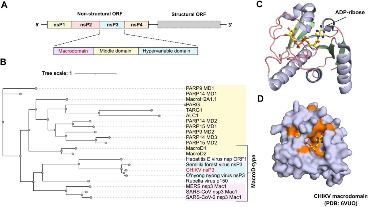 Conservation and structure of the macrodomain. A) Alphavirus genome architecture. Macrodomain is found in nsP3. B) Phylogenetic representation of macrodomains (MD) across representatives of alphaviruses (marked in blue), coronaviruses (marked in pink), and humans (marked in yellow). C) Structure of the CHIKV macrodomain in complex with ADP-ribose (PDB: 6VUQ) [40]. β-sheets are shown in green, α-helices are shown in light blue, loops are shown in dark salmon, ADP-ribose is shown in sticks and balls. D) Sequence conservation is mapped on the surface representation of the CHIKV macrodomain. Residues with similarity scores higher than 70% are shown in orange.