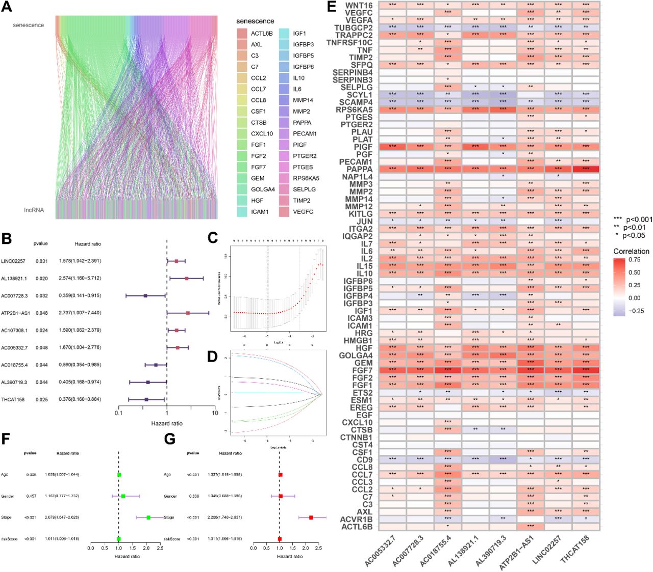 Construction of a prognostic model for senescence-associated lncRNAs A. Senescence-associated lncRNA Sankey diagram; B. One-factor Cox regression analysis; C, D Lasso regression analysis and multifactorial Cox regression analysis; E. Correlation heatmap of senescence-associated genes; F. One-factor Cox regression analysis; G. Multifactorial Cox regression analysis
