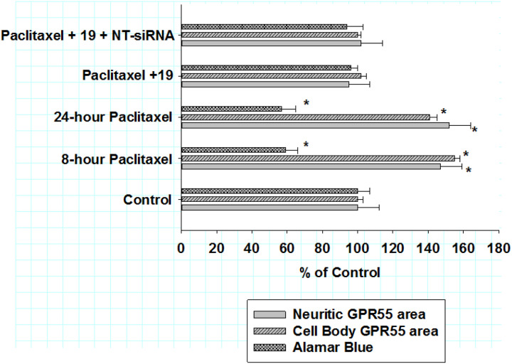 The effects of non-targeting siRNA on the alamar blue viability assay and GPR55 immunoreactive area in DRG cultures co-treated with KLS-13019 and paclitaxel in a reversal paradigm for 24 hours After an 8-hr pretreatment with paclitaxel, DRG cultures were assessed by an assay for cell viability (alamar blue) and for assays of GPR55 both cell bodies and neurites. For the 24-hour treatment group, treatment with 100 nM KLS-13019 was started at 8 hours and continued for another 16 hours, without removal of the pretreatment paclitaxel. The GPR55 assays were conducted by high content fluorescent imaging that utilized antibodies to beta-3 tubulin for neuronal identification. The effect of various treatments on neuritic GPR55 IR area are shown by the solid gray bars. The effects of various treatments on cell body GPR55 IR areas are shown by the single-hatched gray bars. The effect of various treatment on the Alamar blue viability assay are shown by cross-hatched gray bars. All data are presented as % of control of their respective assays. Each value is the mean of twelve well determinations and each of the wells were assessed from 10 fields. Assays were made from duplicate experiments. Significant changes from their respective control values were indicated with an asterisk (P< 0.001). These data indicated that non-targeting siRNA (NT-siRNA) had no detectible effect on the efficacy of KLS-13019 (19) as measured by any of the three assays.