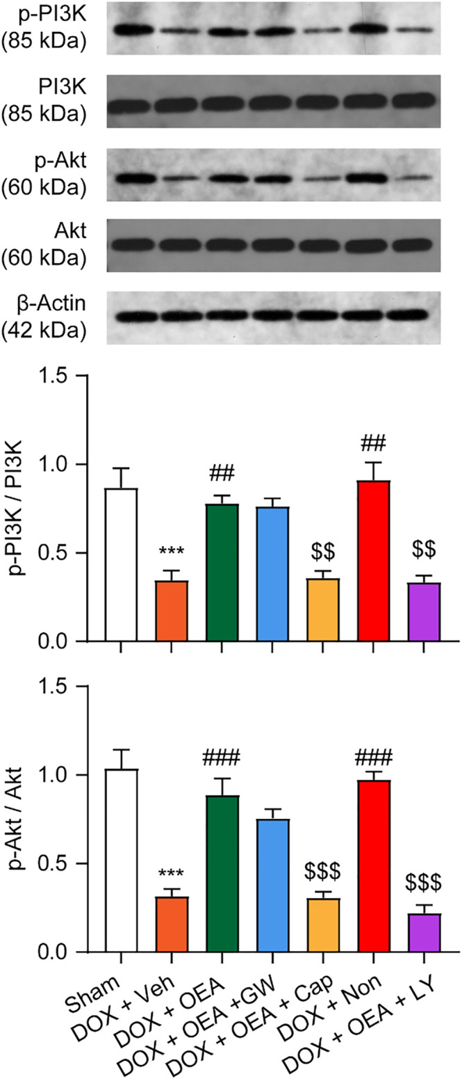 OEA promotes TRPV1-mediated PI3K/ Akt signaling in cardiomyocytes. HL-1 cells were treated with 0.1% DMSO, OEA (30 μM), GW6471 (5 μM), capsazepine (10 μM) and nonivamide (10 μM) for 30 min. Cells were then treated with DOX (2 μM) for 24 h. PI3K, Akt, p-PI3K and p-Akt was determined using western blot analysis.