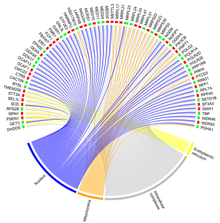Chord plot representing the DEGs shared among subcellular structures of the Aβ vs. CBNR20-Aβ comparison. Whether a gene is downregulated (green) or upregulated (red) is highlighted at the bottom of each DEG. The structures are the endoplasmic reticulum (yellow), mitochondria (orange), nucleus (purple,) and intracellular complexes (grey).
