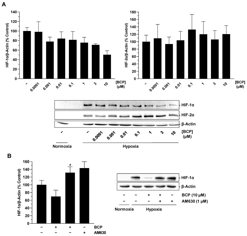 Effect of BCP on HIF-1α and HIF-2α protein levels in hypoxic A549 cells. A549 cells were incubated with vehicle or BCP at the indicated concentrations for 3 h under hypoxic conditions (A). In the case of the experiment shown in (B), a 30 min preincubation with AM630 (1 µM) was performed under normoxic conditions. AM630 continued to be present in the incubate during the subsequent 3 h incubation with BCP under hypoxic conditions. The Western blot images are representative of the experiments performed. A vehicle-treated normoxic cell group was included to assess the hypoxia effect (see line 1 of the blots shown). All percentages shown refer to vehicle-treated hypoxic A549 cells set at 100%. Data are mean ± SEM of n = 3 (A) or n = 4 (B) per group. # p ≤ 0.05 vs. BCP-treated hypoxic A549 cells; one-way ANOVA with Bonferroni′s post hoc test. In panel (A), a significant effect of BCP was excluded by one-way ANOVA with Dunnett′s post hoc test.