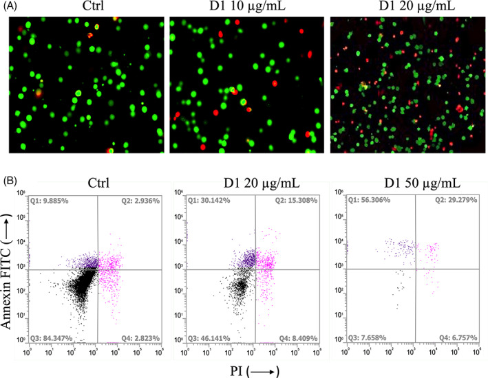 (a) Fluorescence microscopy analysis of K562 cells treated with 10 and 20 μg/ml of the D1 extract at 16 hr and stained with calcein (green dots) and PI (red dots). (b) Flow cytometric analysis of K562 cells stained with Annexin‐V and propidium iodide (PI). Representative dot plots of K562 cells after a 16 hr treatment with increasing concentrations of D1. (Q1) Cells undergoing apoptosis. (Q2, Q4) Late apoptosis or necrosis. (Q3) Living cells without signs of apoptosis