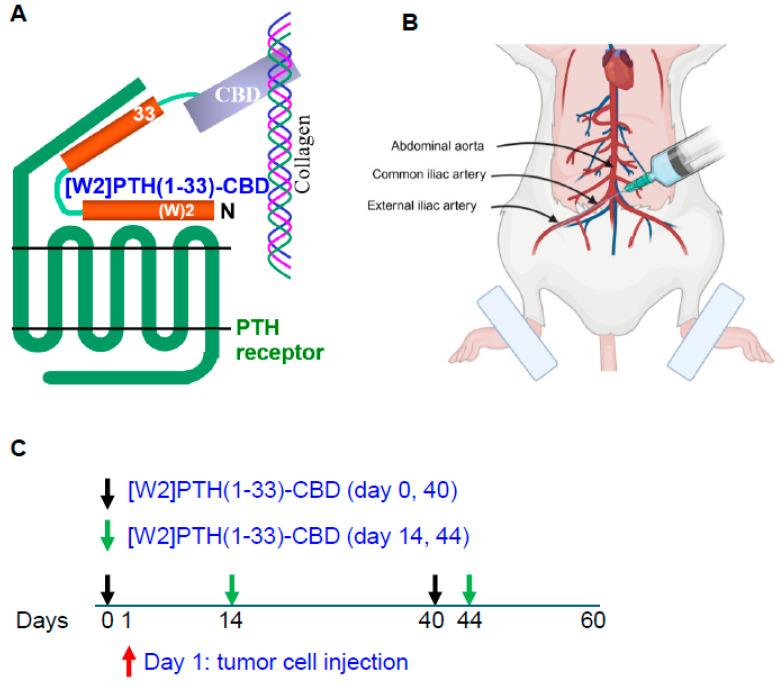 Schematic representation of PTH antagonist, intra-iliac artery inoculation, and treatment regimen in mice. (A) Interaction of [W2]PTH(1-33)-CBD with the PTH receptor and collagen type I in bone. (B) A schematic diagram illustrates intra-iliac artery inoculation of cancer cells in a mouse cartoon. (C) Early and delayed treatment regimen model. [W2]PTH(1-33)-CBD was given on days 0 and 40 after tumor cell inoculation (Early treatment, black arrows) and on days 14 and 44 for treatment design (Delayed treatment, green arrows).