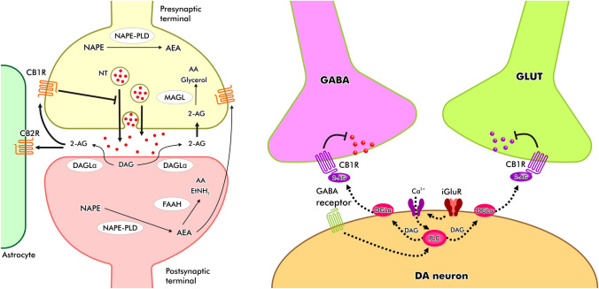 The eCB–DA signaling pathway. eCB operates by means of retrograde signaling mechanism, i.e., synthesized post-synaptically to act pre-synaptically to regulate not only DA, but also the inhibitory (GABAergic) and excitatory (glutamatergic) neurotransmitters via ‘on-demand’ fashion