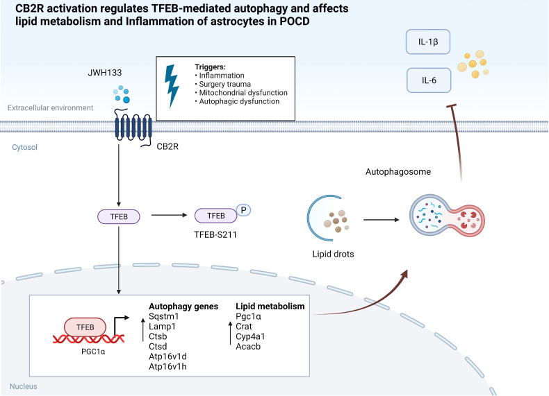 CB2R activation regulates TFEB-mediated autophagy and affects lipid metabolism and inflammation of astrocytes in POCD.