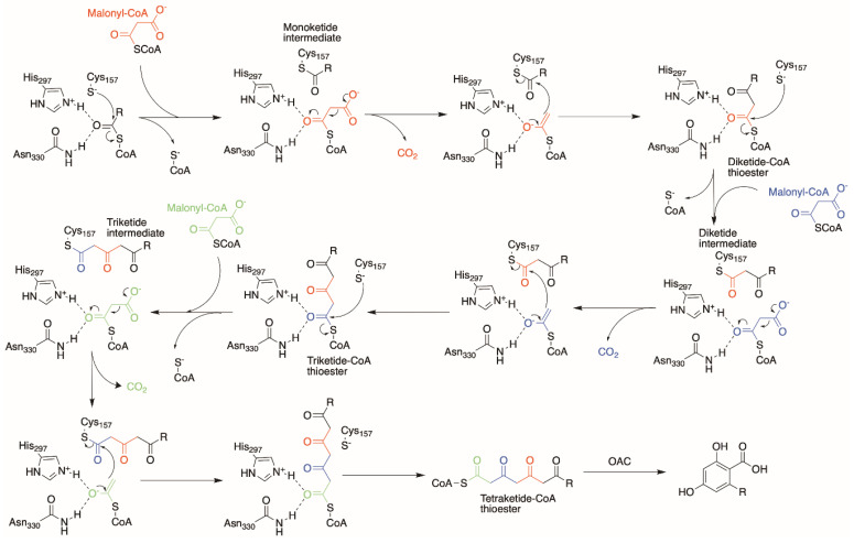 Proposed OLS mechanism forming a tetraketide-CoA thioester product for OAC to cyclize into a resorcinolic ring such as OLA.