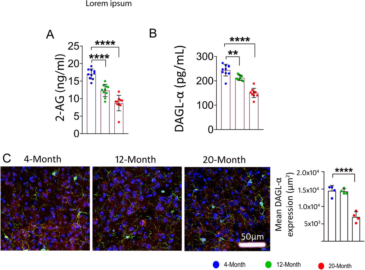 Temporary decrease in 2-AG levels in the mPFC of aged mice.Older mice exhibited lower levels of 2-AG (A) and diminished activity of DAGL-a (B). Confocal images illustrate a decrease in DAGL-a expression associated with aging in the mPFC (C). Green: microglia (IBA1 +ve), Red: DAGL-a, Blue: nuclear stain (DAPI +ve). Data are represented as mean ± SEM, one-way ANOVA followed by Tukey’s multiple comparison test. ***p < 0.001, ****p < 0.0001. N = 10 per group. 2-Ag: 2-Arachidonoyl Glycerol, DAGL-α: Diacylglycerol lipase-α.