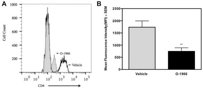 O-1966 treatment decreases CD4 expression in skin graft recipient mice. Donor C3HeB/FeJ flank skin was transplanted to the back of recipient C57BL/6J mice, sutured, and bandaged. Doses of O-1966 (5 mg/kg) or vehicle (0.03% ethanol and 0.03% cremophor in saline) were injected i.p. every other day from 1 h pre-op to 14 days post-op. Splenocytes were harvested on day 14, stained for CD4, and analyzed by flow cytometry. (A) Representative histograms of CD4 expression on CD3+ cells from mice treated with O-1966 (gray filled) or vehicle (white filled). (B) Mean fluorescence intensity (MFI) of CD4 in CD3+CD4+ populations from mice treated with O-1966 () or vehicle (). Data are mean of two experiments (n = 17 for both groups). **p < 0.01 for O-1966 vs. vehicle by one-way ANOVA followed by Tukey’s multiple comparison test).