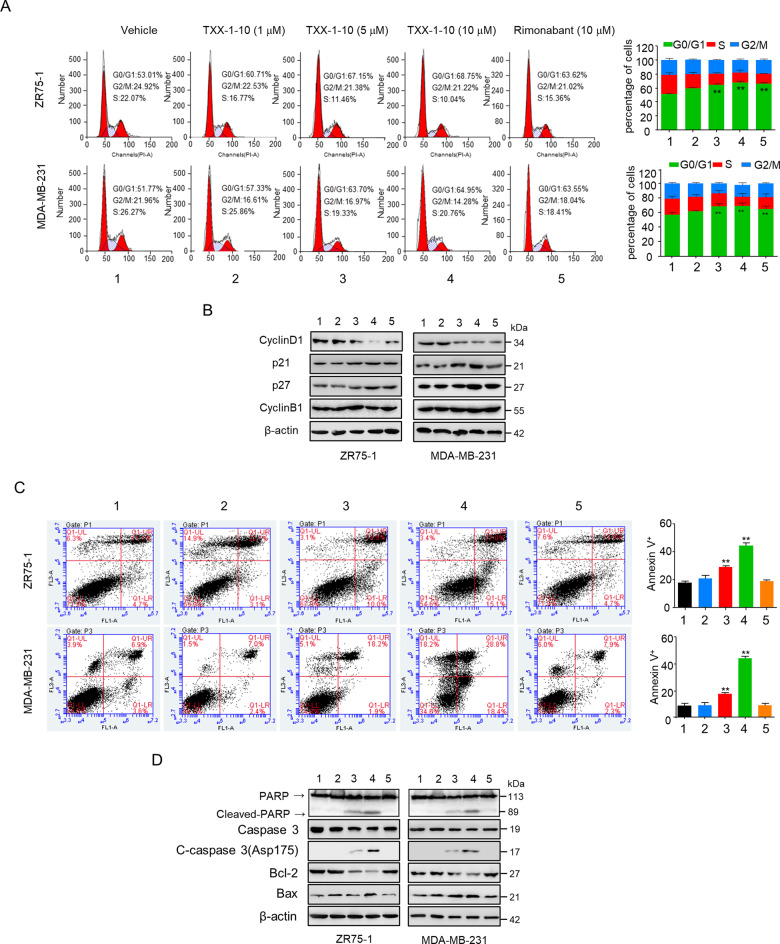 TXX-1-10 induces G1/S cell cycle arrest and apoptosis in breast cancer cells.A The cell cycle distributions of ZR75-1 and MDA-MB-231 cells treated with TXX-1-10, Rimonabant, or vehicle for 48 h. The cell cycle was evaluated by flow cytometry after staining with propidium iodide (PI) for 30 min at 37 °C in dark. Histograms show the cell cycle distributions of ZR75-1 and MDA-MB-231 cells (right panel). B Representative immunoblot assay of ZR75-1 and MDA-MB-231 cells treated as in A with the indicated antibodies. C Representative images of flow cytometry analysis of apoptosis in ZR75-1 and MDA-MB-231 cells treated as in A. Statistical analysis of apoptosis rates was shown in the right panel. D Representative immunoblot assay of ZR75-1 and MDA-MB-231 cells from C with the indicated antibodies. Statistical significance was assessed by two-tailed Student’s t test. *p < 0.05, **p < 0.01 versus the corresponding control.