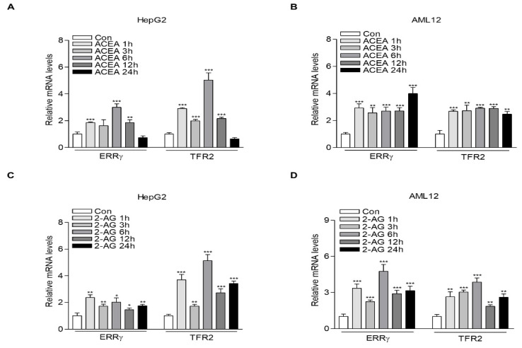 CB1 receptor signaling induces ERRγ and TFR2 mRNA expression. (A,B) Q-PCR analysis showing ERRγ and TFR2 mRNA levels. HepG2 (A) and AML12 (B) cells were treated with ACEA (10 μM) for the indicated time. (C,D) Q-PCR analysis showing ERRγ and TFR2 mRNA levels. HepG2 (C) and AML12 (D) cells were treated with 2-AG (10 μM) for the indicated time. All experiments were performed in triplicate and repeated at least three times. Error bars show ± SD. * p < 0.05, ** p < 0.01, *** p < 0.001 by two-tailed Student’s t-test.