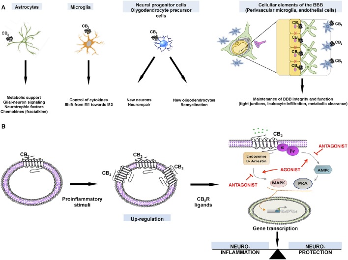 (A). Expression of CB2Rs in different neural cell types and how receptor activation may impact on cell-specific functions. (B) Cellular events that explain the therapeutic possibilities for ligands that target CB2Rs, which are upregulated in activated glial cells.