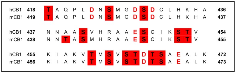 Sequence alignment (hCB1/mCB1) of the C-terminus of CB1. Negatively-charged residues are in red, possible phosphorylation sites are highlighted red.
