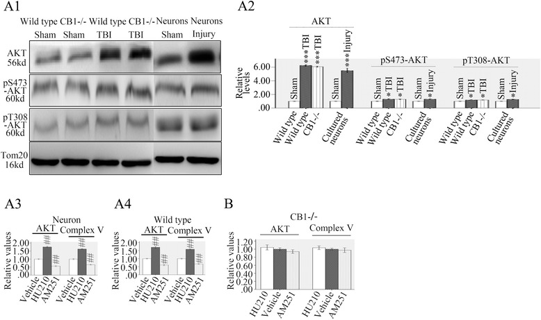 TBI induced AKT accumulation in neuronal mitochondria and mtCB1 regulated mitochondrial AKT/complex V activity. Western blot analysis of mitochondrial total AKT and pAKT showed AKT greatly increased in mitochondria separated from neurons, wild type or CB1−/− mice 24 h post injury and most of them are unphosphorylated (A1 and A2). HU210 increased AKT/complex V activity in mitochondria purified from cultured neurons or wild type mice while AM251 showed opposite effects (A3 and A4). HU-210 and AM251 did not affect AKT/complex V activity in mitochondria from CB1−/− mice (b). Tom20 is a mitochondrial protein. Data were expressed as mean ± SE. (##p < 0.01 versus vehicle, *p < 0.05 versus sham, ***p < 0.001 versus sham)