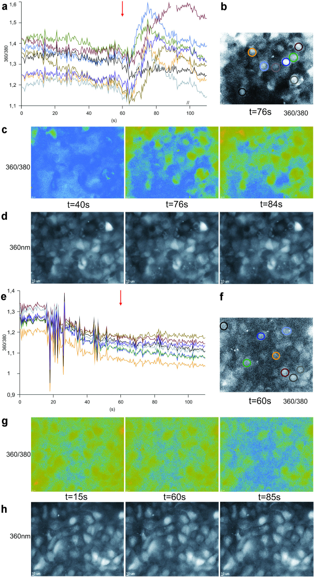 JWH-133 treatment leads to an increase in intracellular calcium levels. A stimulation of confluent ARPE-19 cell cultures with 5 µM JWH-133 (a–d) or 1% BSA (e–h), which served as control. [Ca2+]i increased after stimulation with 5 µM JWH-133, which was added at the 60 s timepoint (red arrows), followed by a return to pre-stimulation levels (a). 1% BSA did not cause a similar increase in [Ca2+]i (e). The 360 ⁄ 380 ratios are proportional to the changes in intracellular calcium. The timecourse of the changes to the 360/380 ratios (a,e) are coloured to correspond to colour coded single ARPE-19 cells (b,f). 360/380 ratio images of selected time points, both before and after the stimulation illustrate these changes in [Ca2+]i (c,g). Low ratio values are represented in blue, while green represents high ratio values. Cell morphology was not influenced by JWH-133 treatment, as illustrated by the raw 360 nm fluorescent images (d,h).