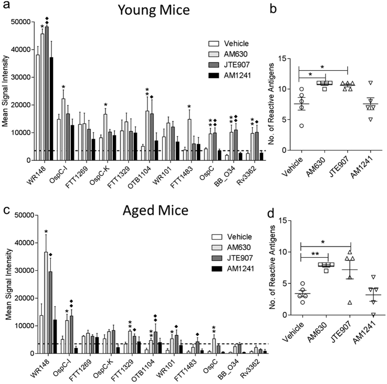 Transient CBR2 blockade during vaccination increases the intensity and breadth antigen-specific antibody responses in young and aged mice.8 weeks old and 20 month old mice were immunized with P-11 mixed- antigen vaccine. Animals were vaccinated at day 0 and given a boost at day 14 with endpoint at day 28. Serum collected at day 28 post-vaccination was probed on a custom microarray printed with constituent proteins of P-11 vaccine. (a,c) Bar graphs representing mean signal intensities of serum antigen-specific IgG antibodies (b,d) Scatter plots representing number of reactive antigen-specific responses. Bar graphs and scatter plots expressed as mean ± SEM (n = 5). Statistical analysis performed by nonparametric Mann-Whitney U test, *p < 0.05 or **p < 0.01, all samples compared to vehicle control.