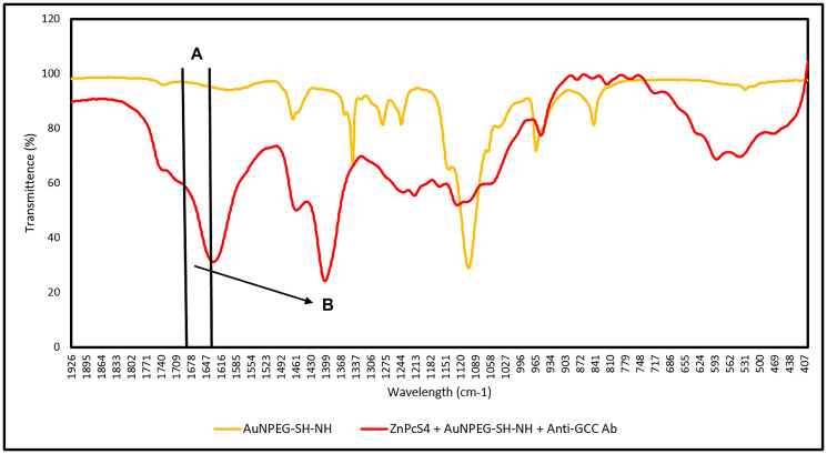 FTIR spectral analysis confirming FNBC amide (CO-NH) bond formation between AuNP-PEG-SH-NH2 and the activated carboxylic group on the Anti-GCC Ab C-terminus.(A) C = O (1680–1630 cm–1 Stretch): Amide peptide bond (CO-NH) formed between amine (NH) AuNP functional group and activated carboxylic group on the C-terminus of the Ab and (B) N-H (1640–1650 cm–1 Bend): Secondary amide (NH) bond formed between amine (NH) AuNP functional group and activated carboxylic group on the c’ terminus of the Ab.