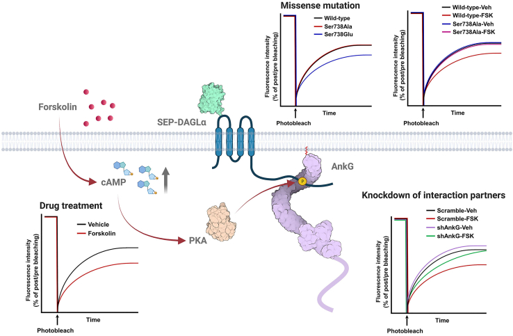Experimental examples that can be analyzed through FRAP using SEP-DAGLαModified by permission from Elsevier (Yoon et al., 2021a).