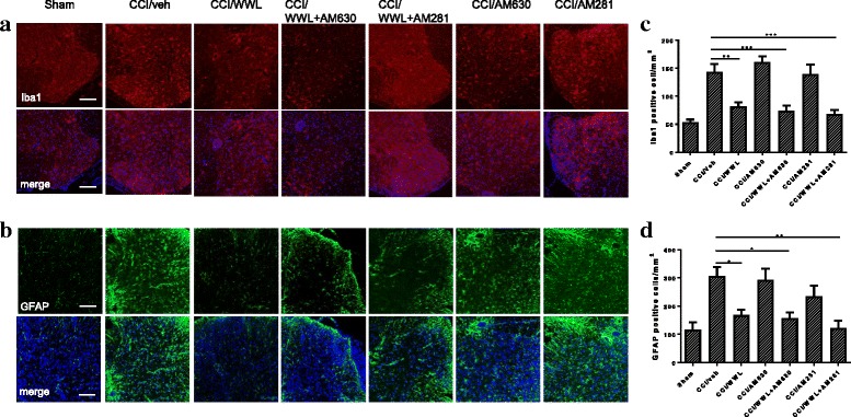 WWL70 treatment reduced microglia and astrocyte activation in the ipsilateral dorsal horn of mouse lumbar spinal cord. At 7 days post-injury, the Iba1-positive microglia/macrophages (a) and GFAP-positive astrocytes (b) were dramatically increased in CCI vehicle group and reduced in mice treated with WWL70 (10 mg/kg). Combined treatment with WWL70 (10 mg/kg) and AM630 (3 mg/kg) or AM281 (3 mg/kg) exhibited similarly reduced Iba1- and GFAP-positive cells in the spinal cord compared to the CCI vehicle group. Treatment with AM281 or AM630 alone did not alter the numbers of microglia and astrocytes. Quantification of the Iba1- and GFAP-positive stained cells (c, d). *p < 0.05, **p < 0.01, and ***p < 0.001 (mean ± S.E.M., n = 7/group). Scale bar = 250 μm. Merge represents co-localization of DAPI (blue) with Iba1 (red) or GFAP (green)