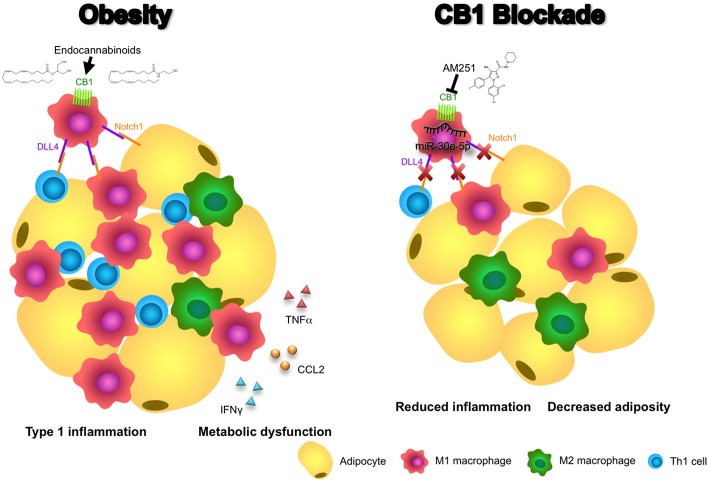 Blocking CB1 receptors reverses obesity through miR-30e-5p regulation of DLL4. In this illustrative summary we demonstrate that blocking of CB1 receptors can reverse the inflammation and metabolic dysfunction observed in obese adipose tissue. During obesity, endocannabinoids activate CB1 to promote pro-inflammatory M1 macrophages and upregulation of DLL4. Subsequently, DLL4 activates Notch signaling on other macrophages, T cells, and adipocytes to promote M1 polarization, Th1 polarization, and adipocyte hypertrophy, respectively. As a result, pro-inflammatory cytokines and chemokines such as TNFα, CCL2, and IFNγ, and fat mass expansion, lead to metabolic dysfunction. Conversely, blocking of CB1 with AM251 reverses DLL4-Notch signaling-mediated inflammation and metabolic impairments due to upregulation of miR-30e-5p and downregulation of DLL4. As a result, fewer M1 macrophages and Th1 cells reside in the adipose tissue and energy expenditure increases to reduce fat mass.