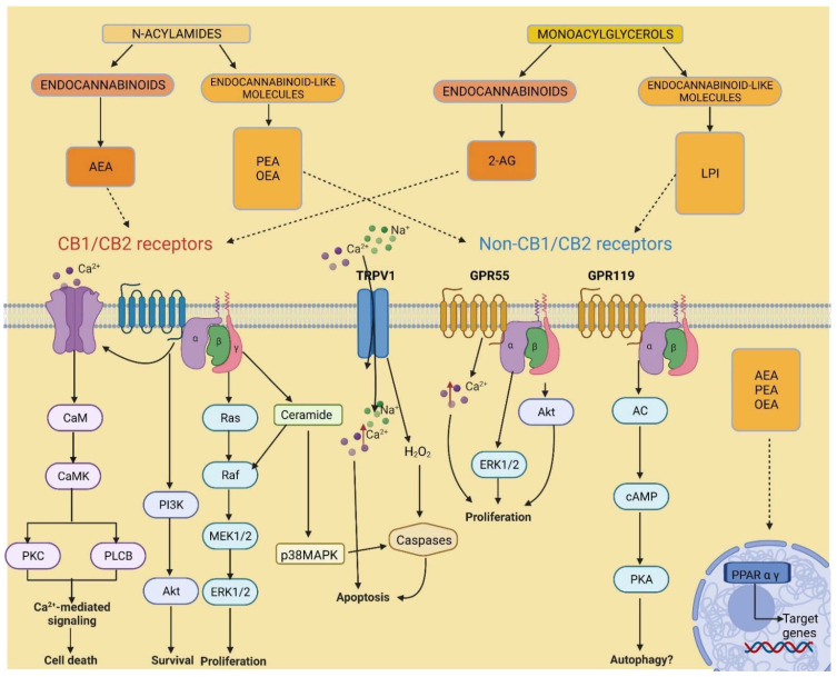 Endocannabinoidome signalling. Adenylyl cyclase, AC; anandamide, AEA; calmodulin, CaM; calmodulin-dependent protein kinase, CaMK; cyclic adenosine monophosphate, cAMP; cannabinoid receptor 1, CB1; cannabinoid receptor 2, CB2; extracellular-regulated protein kinase, ERK; G protein-coupled receptor 55, GPR55; G protein-coupled receptor 119, GPR119; lysophosphatidylinositol, LPI; mitogen-activated protein kinase, MEK; p38 mitogen-activated protein kinase, p38MAPK; oleoylethanolamide, OEA; palmitoylethanolamide, PEA; peroxisome proliferator-activated receptor, PPAR; phosphoinositide 3-kinase, PI3K; phospholipase C beta, PLCB; protein kinase A, PKA; protein kinase B, Akt; protein kinase C, PKC; rapid accelerated fibrosarcoma, Raf; rat sarcoma, Ras; transient receptor potential of the vanilloid type-1, TRPV1.