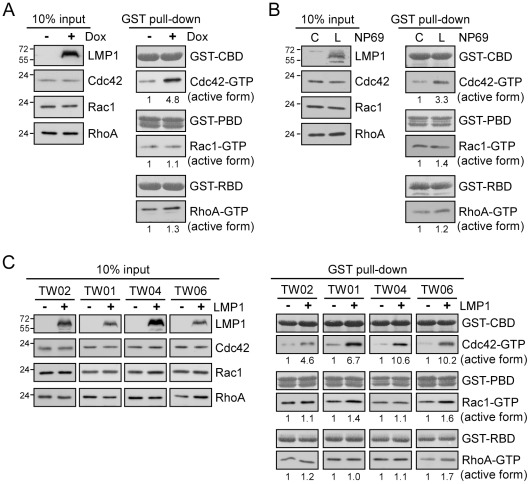 LMP1 preferentially induces Cdc42 activation in epithelial cells.(A) 293 Tet-On cells were treated with 5 µg/ml doxycyclin (Dox) for 24 h to induce LMP1 expression. After a 6-h serum starvation, cells were lysed and the lysates were incubated with immobilized GST-CBD (active Cdc42-binding domain of WASP), GST-PBD (active Rac1-binding domain of PAK1), or GST-RBD (active RhoA-binding domain of Rhoteckin) at 4°C for 1 h to pull down the active form of Cdc42, Rac1, or RhoA in cells. Details are provided in Materials and Methods. Total (input) and active (GTP-bound) levels of Cdc42, Rac1, or RhoA were analyzed by Western blotting with the respective antibody. Numbers represent relative fold-changes of GTPase activation determined based on densitometric quantitation. The trace in the absence of LMP1 was set as 1. The constant amounts of GST-fusion proteins for pull-down assays were shown by Ponceau S staining. (B) Cell lysates from NP69 cells (denoted C) or stable LMP1-expressing NP69 cells (denoted L) incubated in serum-free media for 6 h were harvested for GST pull-down assays, and levels of active Cdc42, Rac1, and RhoA were assessed as described above. (C) A variety of NPC cell lines, NPC-TW01, -TW02, -TW04, and -TW06, were transfected with an LMP1 expression plasmid or empty vector (control) and incubated for 24 h. Following a 6-h serum starvation, cells were lysed and the lysates were applied to GST pull-down assays. The resulting products were analyzed for active Cdc42, Rac1, and RhoA, as described above.