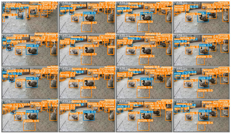 The sample results of scheme one. The locations, masking conditions, and individual behaviors of the ducks vary in each extracted frame. As can be seen from the final validation map, some of the ducks were not identified, and some of those that were identified were incorrectly estimated.