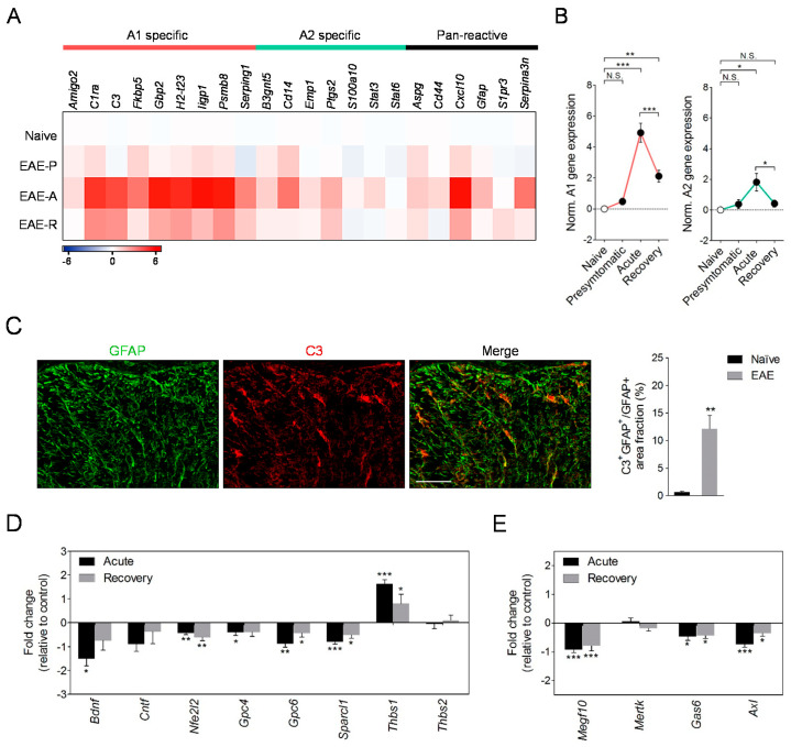 Modulation of astrocytic phenotype during EAE. (A) Heat map comparing the mean expression of neurotoxic A1, protective A2, and pan-reactive gene transcripts in astrocytes isolated from mice in the presymptomatic (EAE-P), acute (EAE-A) and recovery (EAE-R) phases of EAE, as determined by RT-qPCR (n = 5–6 mice group). (B) Histogram representation of normalized A1 and A2 gene expression during EAE progression. (C) Confocal images and quantification of complement component C3 colocalization with the astrocytic marker GFAP in spinal cord white matter of chronic EAE mice (n = 3; 35 dpi). Scale bar: 50 µm. (D,E) Fold change in mRNA expression of genes related to neuroprotection and synaptogenesis (C) and phagocytosis (D) in astrocytes sorted during acute and chronic EAE. Changes in relative expression were determined as log2. N.S., not statistically significant. * p < 0.05; ** p < 0.01; *** p < 0.001; referred to naïve astrocytes by Student´s t-tests or Mann–Whitney U-tests; one-way ANOVA followed by Newman–Keuls tests (B).