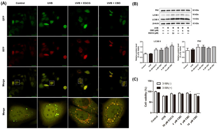 Effects of CBD on autophagy in UVB-irradiated HaCaT cells: (A) Cells were irradiated with UVB (80 mJ/cm2), followed by incubation with the mRFP–GFP–LC3 adenovirus and EGCG (50 μM) or CBD (8 μM) for 24 h. LC3 staining was observed using a confocal microscope. (B) Cells were irradiated with UVB (80 mJ/cm2), followed by incubation with EGCG (50 μM) or CBD (4, 8, or 16 μM) for 24 h. Expression levels of P62 and LC3B were determined by Western blot analysis. (C) Cell proliferation activity of each group pretreated with or without 3-MA was detected by the MTT method. Scale bar = 50 μm. Results are presented as the mean ± SD (n = 3); * p < 0.05, ** p < 0.01, and *** p < 0.001 as compared with the UVB-irradiated group.