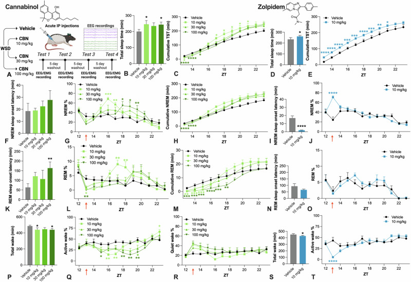 Effects of acute CBN and zolpidem on sleep and wake in rats.A Study design. B CBN increased total sleep time (χ23 = 10.732, P = 0.013), but had biphasic effects on C cumulative sleep time (CBN main effect, χ23 = 19.908, P = 0.013; CBN and time interaction, χ230 = 85.65, P < 0.0001). Zolpidem increased D total sleep time and E cumulative total sleep time (CBN treatment effects, χ21 = 6.057, P = 0.014; χ21 = 62.428, P < 0.0001 respectively). CBN did not affect F NREM sleep onset latency but increased G % NREM sleep (CBN and time interaction, χ230 = 74.4289, P < 0.0001), and had a biphasic effect on H cumulative NREM time (CBN treatment, χ23 = 66.926, P < 0.0001; CBN and time interaction, χ230 = 73.541, P < 0.0001). Zolpidem decreased I NREM sleep onset latency and increased J % NREM (zolpidem main effect, χ21 = 72.941, P < 0.0001; zolpidem by time interaction, χ210 = 83.479, P < 0.0001). CBN increased K REM sleep onset latency (main effect CBN, χ23 = 14.172, P = 0.003). CBN initially suppressed L % REM sleep, which was followed by a transient increase in % REM at 10 mg/kg only (main effect of CBN, χ23 = 13.655, P = 0.003; CBN and time interaction, χ230 = 76.089, P < 0.0001). CBN similarly influenced M cumulative REM time (CBN treatment, χ23 = 17.332, P < 0.0001; CBN and time interaction, χ230 = 91.312, P < 0.0001). Zolpidem did not affect N REM sleep onset latency, or O % REM sleep. CBN decreased P total wake time and decreased Q % active wake (CBN and time interaction, χ230 = 62.048, P = 0.001), and affected R % quiet wake (CBN main effect; χ23 = 10.340, P = 0.016). Zolpidem decreased S total wake time and decreased T % active wake (zolpidem main effect, χ21 = 105.464, P < 0.0001, zolpidem by time interaction, χ210 = 117.882, P < 0.0001). Time is expressed relative to lights on (ZT). Dunn–Šidák corrected multiple comparisons test *P < 0.05, **P < 0.01, ***P < 0.001, ****P < 0.0001. Error bars display ± SEM, n = 8 per group. CBN cannabinol, WSD within-subjects design (Latin square), EEG electroencephalography, EMG electromyography, IP intraperitoneal, NREM non-rapid eye movement sleep, REM rapid eye movement sleep, ZT zeitgeber time. Created with BioRender.com.