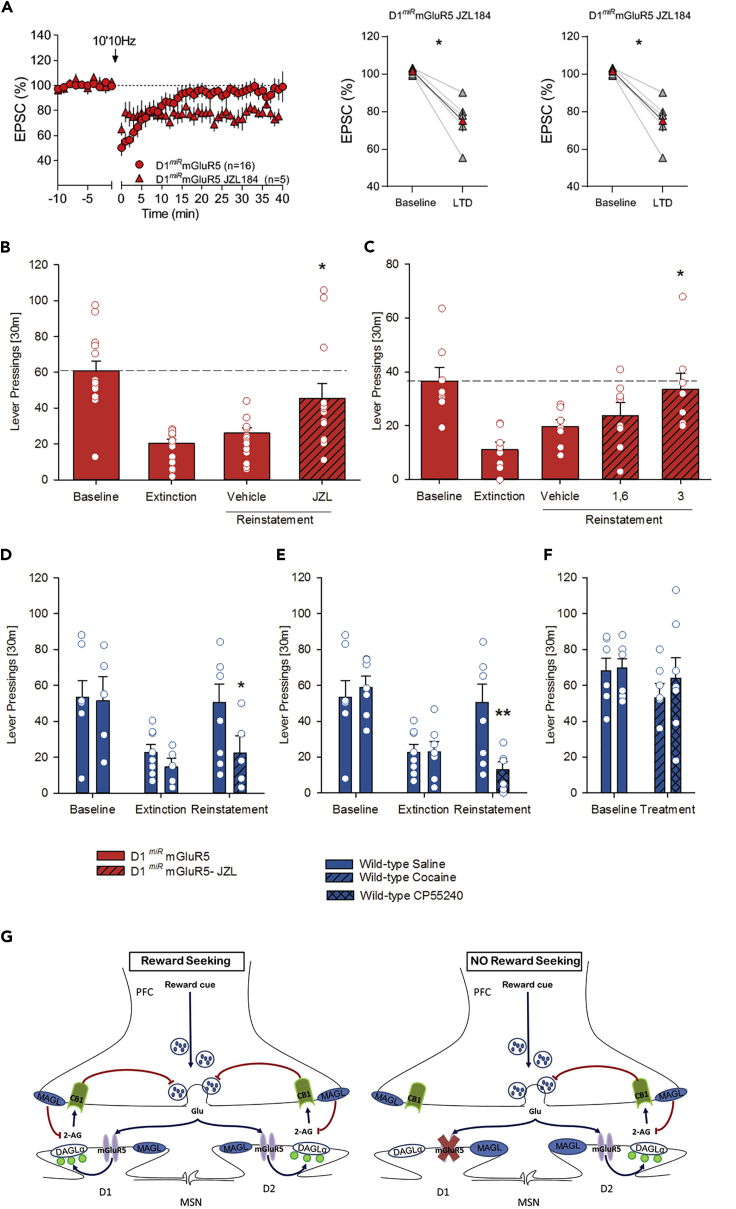 Rescue of Genetically Abolished eCB-LTD and Reward-seeking Behavior(A) Average time-courses of mean EPSC (represented as percentage of the basal value) showing that in NAc slices prepared from D1miRmGluR5 mice, low-frequency stimulation (10min 10 Hz, indicated by arrow) induced LTD in the presence of the MAGL inhibitor, JZL184 (1μM, red triangles, n = 5 mice) but not in untreated slices (red circles, n = 16 mice). Adjacent to the timecourse, individual experiments (red symbols) and group average (black symbols) before (baseline) and after LTD induction are shown. LTD is absent in untreated slices (on the left). In contrast, LTD was present in slices pretreated with JZL184 (on the right). Error bars indicate SEM, n = individual mouse, ∗p < 0.05, Mann-Whitney U-test.(B) Effects of MAGL inhibition on cue-induced reinstatement of saccharin-seeking behavior. Increasing 2-AG levels by administration of the MAGL inhibitor JZL 184 (16 mg/kg, i.p.; n = 15), produces a complete rescue of the reinstatement response in the D1miRmGluR5 mice.(C–F) (C) Intra-accumbal administration of JZL 184 into the NAc core of D1miRmGluR5 mice resulted in a dose-dependent rescue of the reinstatement response. Behaviorally, pharmacological blockade of eCB-LTD by cocaine (n = 6–7) or the CB1 agonist CP55,940 (n = 7) selectively abolished saccharin-seeking behavior triggered by the conditioned cues in wild-type mice (D, E), whereas it did not affect saccharin self-administration (F).(G) Accumbal D1 eCB-LTD is the physiological substrate for reward-seeking behavior. Graphic summary (G) showing the mechanism of reward seeking driven by accumbal D1-eCB-LTD. (Left) Presentation of the conditioned cue stimulates prefrontal cortico-accumbal glutamatergic neurons, glutamate is released into the synaptic space, and stimulation of mGluR5 of D1-containing MSNs triggers the synthesis and release of 2-AG through the DAGL pathway (blue arrows). Released 2-AG retrogradely activates CB1Rs in the presynaptic neuron (blue arrow), which in turn results in LTD, and thus a persistent reduction of synaptic neurotransmission (glutamate release, red arrow). This reduction on synaptic transmission might induce a “craving” state and participate to the seeking response. (Right) In D1miRmGluR5, presentation of the cue activates mGluR5-dependent perisynaptic signaling machinery (the synthesis and release of 2-AG through the diacylglycerol pathway) only in D2 neurons, not in D1 neurons. Without this D1-dependent LTD, seeking behavior is not triggered. Blue arrows indicate activation, and red arrows indicate inhibition.All data represent mean ± SEM. Two-way ANOVA, (∗) p < 0.05 and (∗∗) p < 0.01 vs. vehicle treatment, respectively.