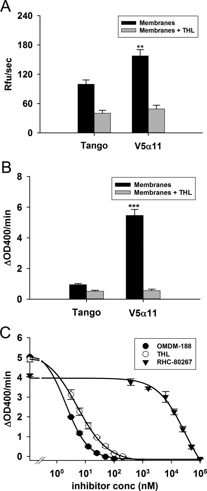 Characterizing DAGLα activity in the V5α11 membranes using DiFMUO and PNPBActivities of V5α11 and parental membranes were measured using surrogate substrates. Membranes (12.5 μg/ml) were first incubated in the presence or absence of THL (1 μM) for 5 min following which the activity was measured using 10 μM DiFMUO (mean±S.E.M., n=7) (A) or 250 μM PNPB (mean±S.E.M.; V5α11, n=10; parental, n=13) (B). The difference in PNPB hydrolytic activity between the membranes was inhibited by three different DAGL inhibitors (OMDM-188, THL and RHC-80267) (mean of three wells±S.E.M.) (C). The reaction rates were calculated over the first 10 min; **P<0.01, ***P< 0.001 (two-tailed t test).